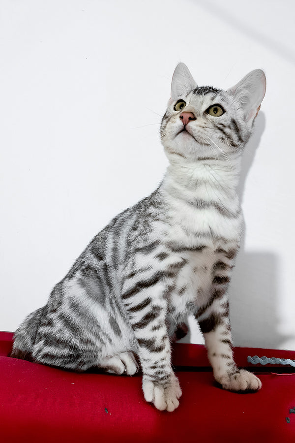 Vito | Bengal Kitten
