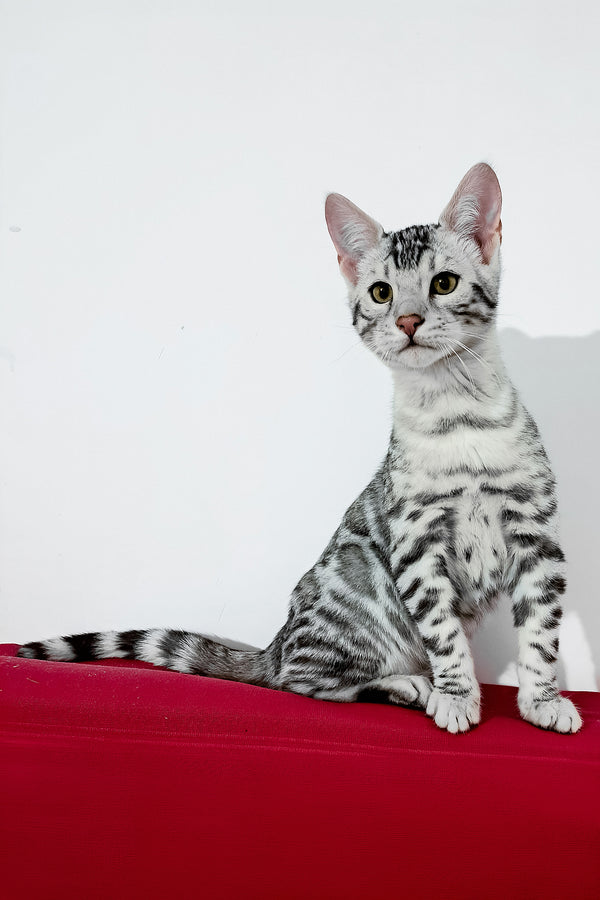 Vito | Bengal Kitten