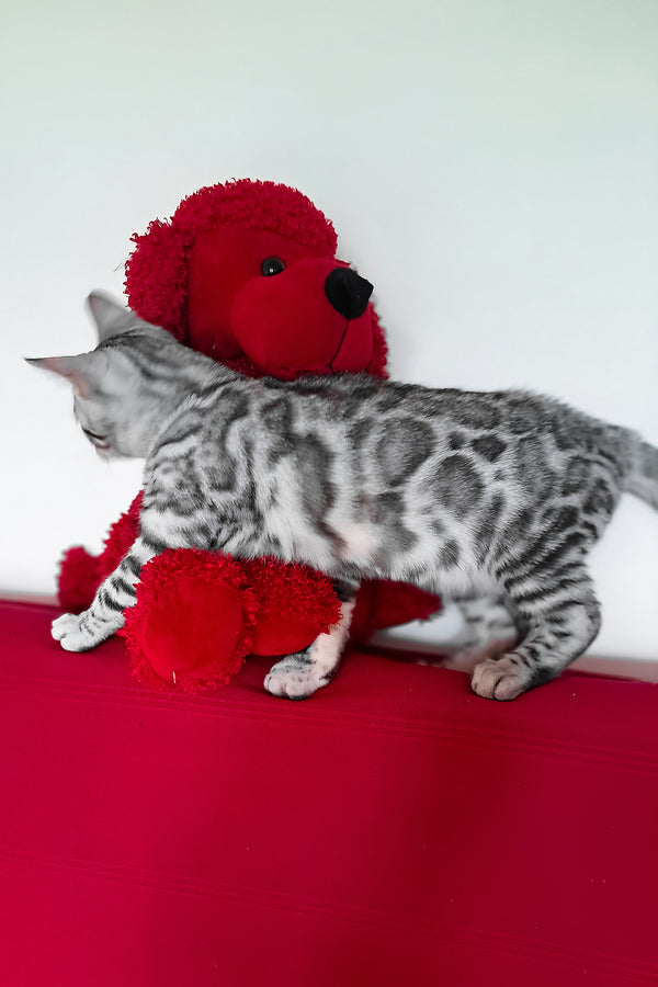 Vito | Bengal Kitten