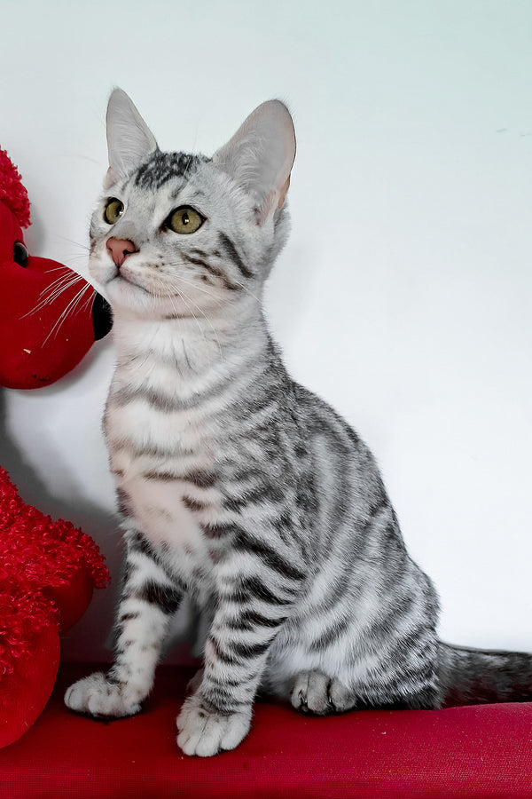 Vito | Bengal Kitten