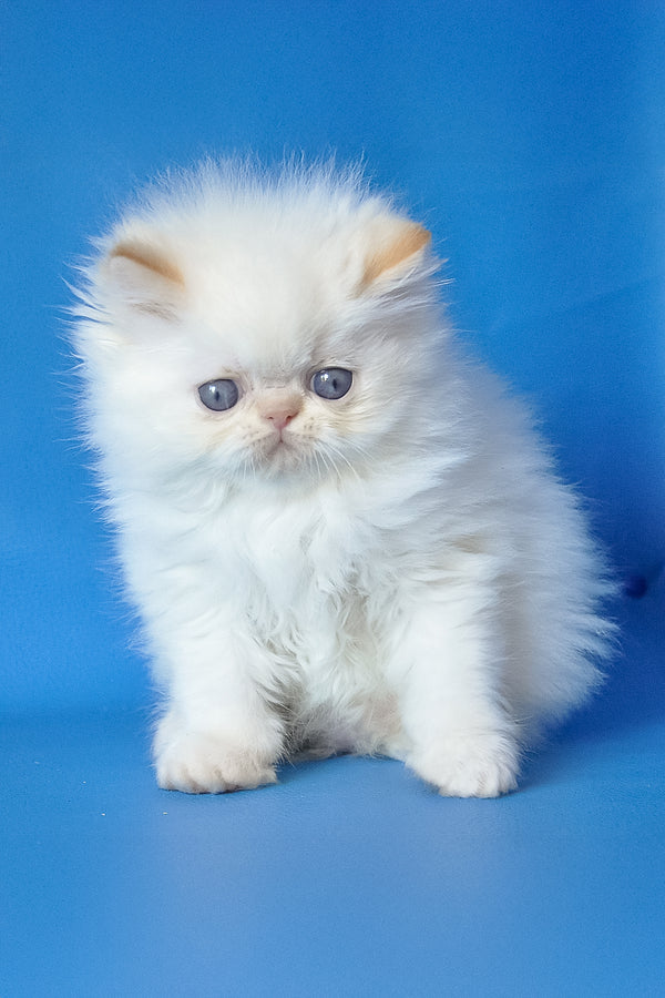 Exotic Shorthair Oriental Shorthair Kijiji De Gatos Types Of