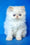 Alex | Persian Kitten