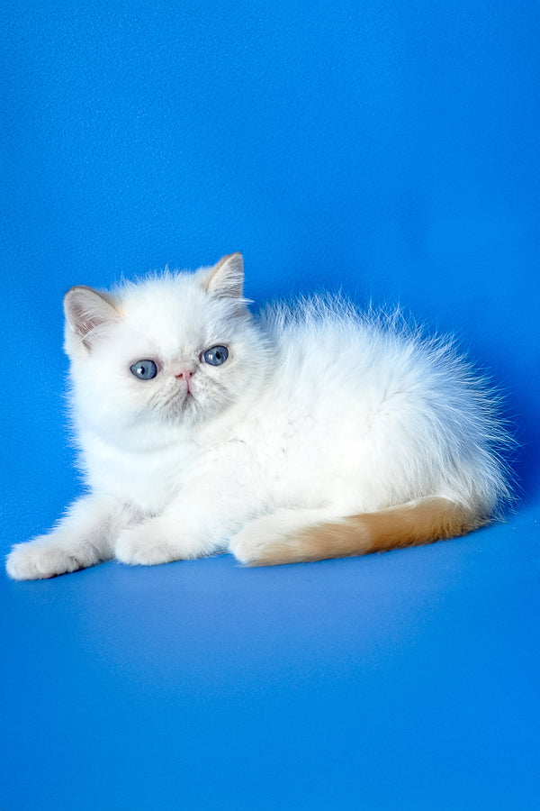 Charlie | Exotic Shorthair Kitten