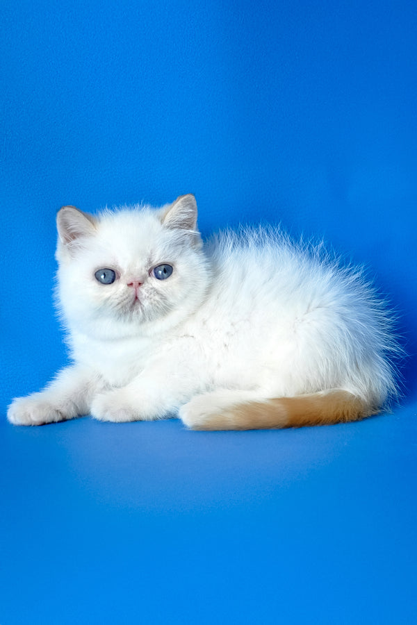 Charlie | Exotic Shorthair Kitten