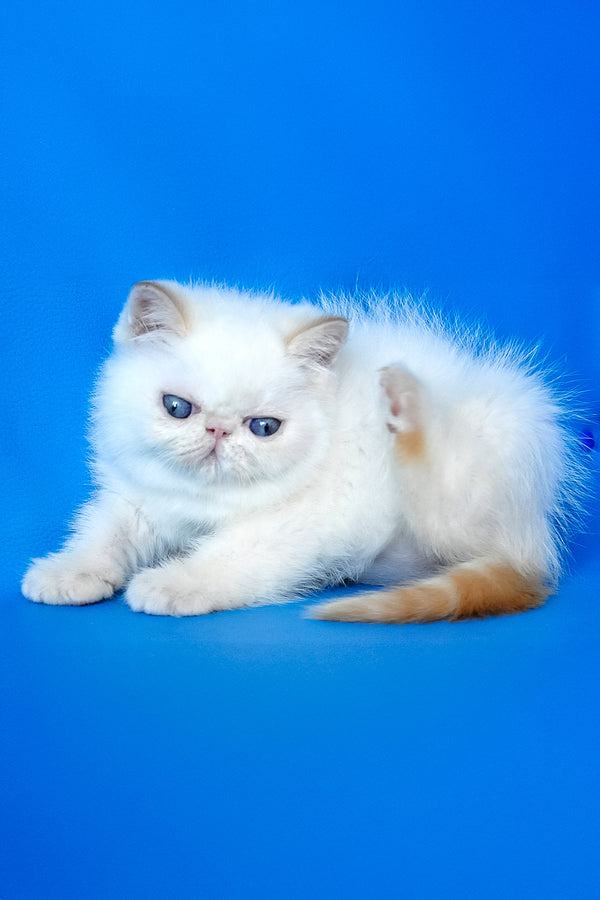 Charlie | Exotic Shorthair Kitten