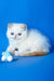 Charlie | Exotic Shorthair Kitten