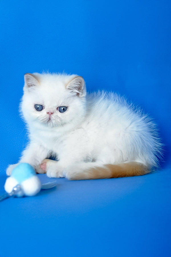 Charlie | Exotic Shorthair Kitten