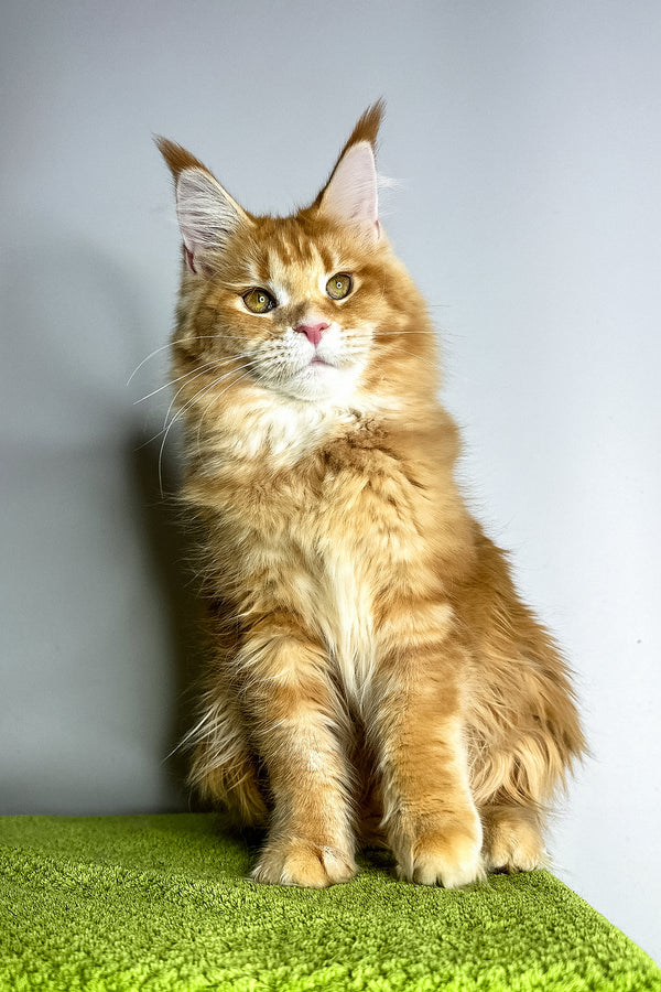 Viva | Maine Coon Kitten