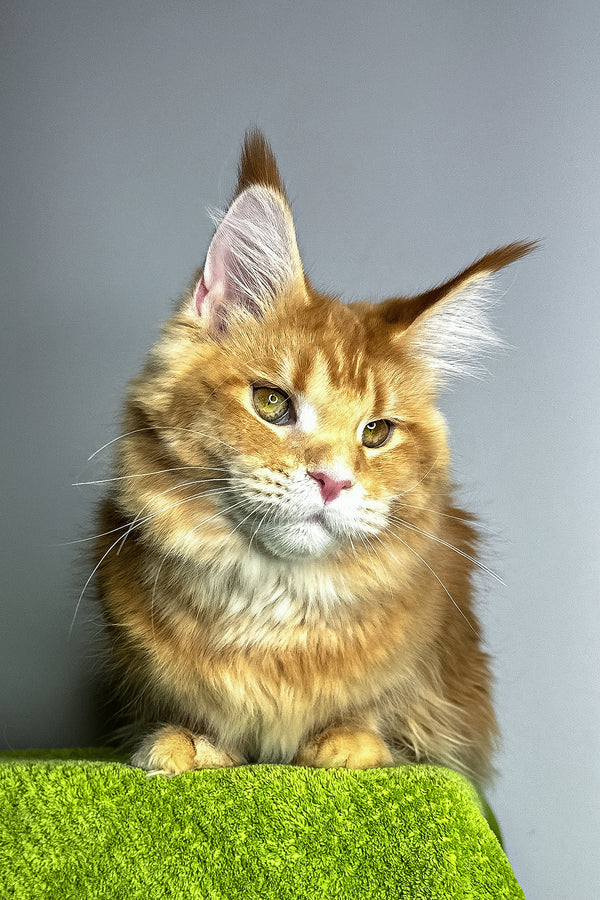 Viva | Maine Coon Kitten