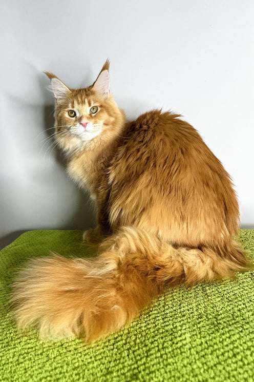 Viva | Maine Coon Kitten