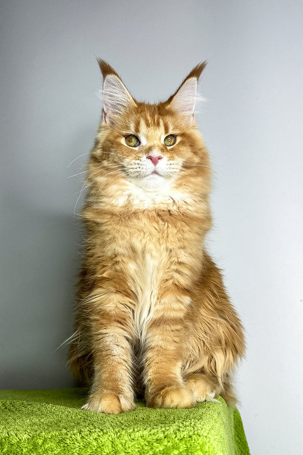 Viva | Maine Coon Kitten