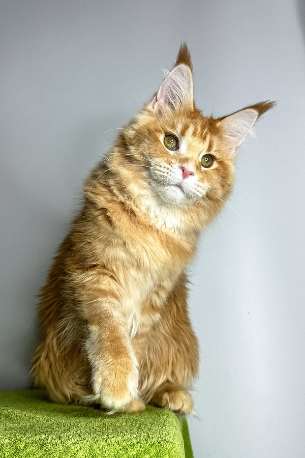 Viva | Maine Coon Kitten