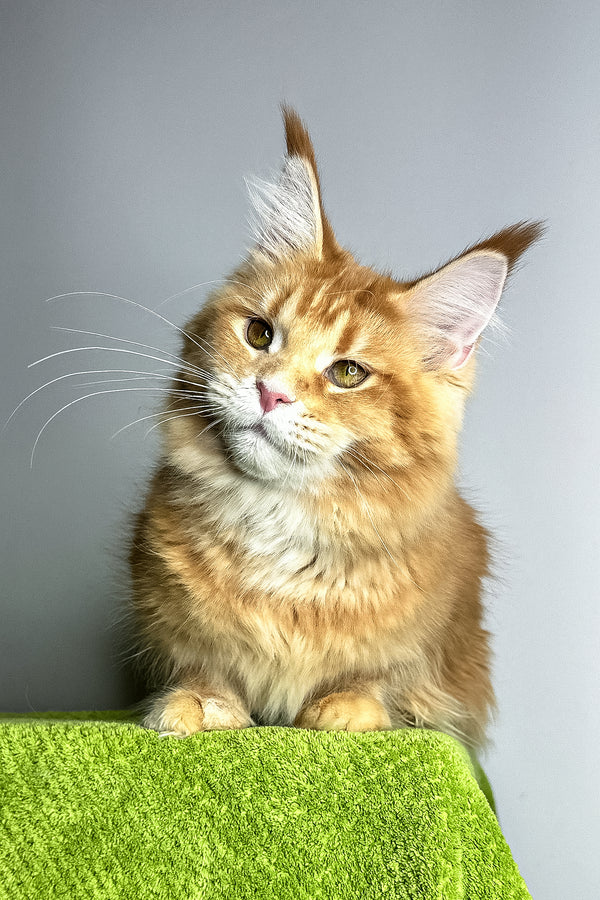 Viva | Maine Coon Kitten