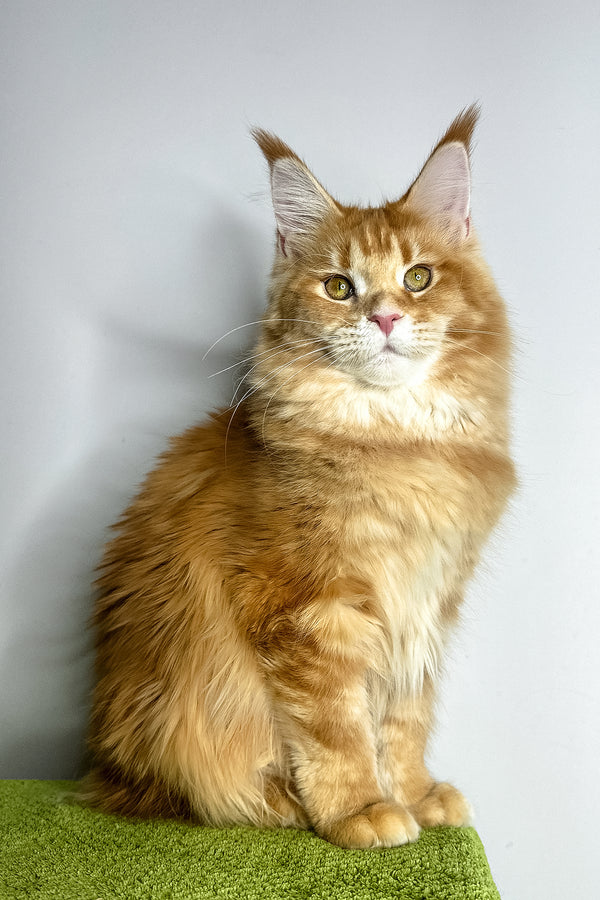 Viva | Maine Coon Kitten