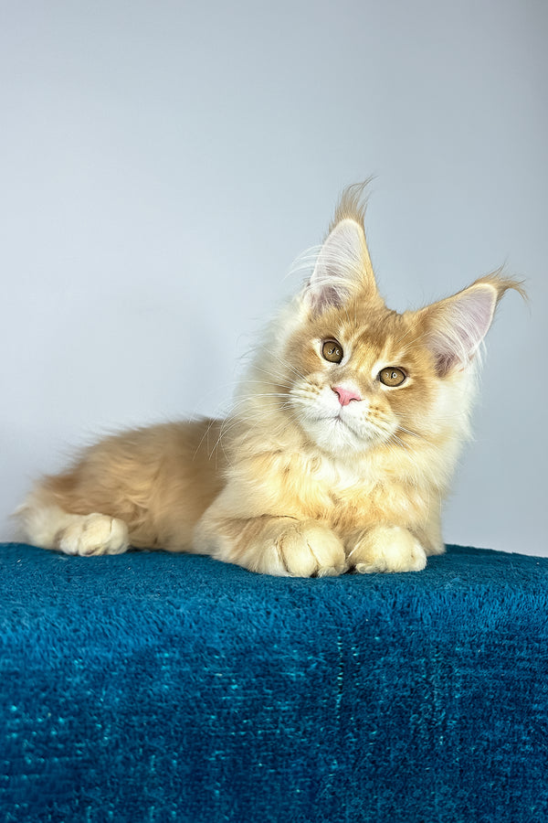 Vivaldi | Maine Coon Kitten