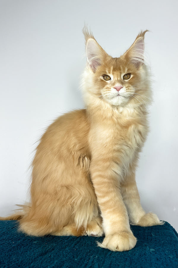 Vivaldi | Maine Coon Kitten