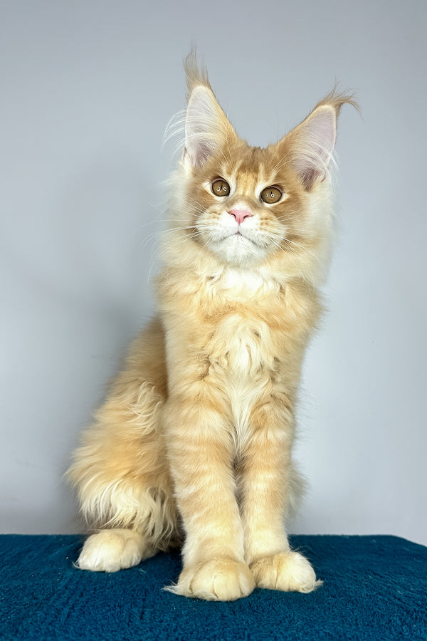 Vivaldi | Maine Coon Kitten