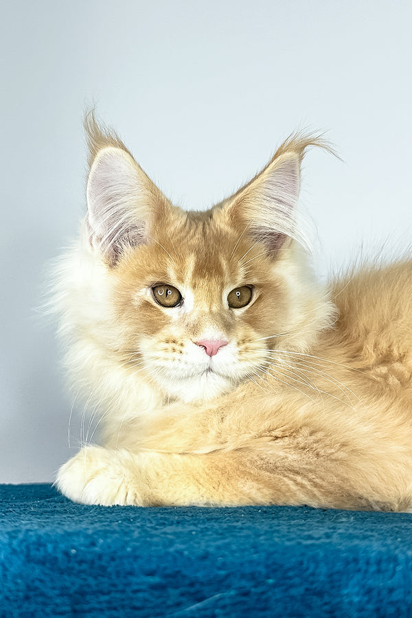 Vivaldi | Maine Coon Kitten