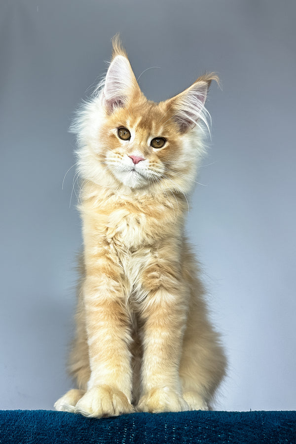 Vivaldi | Maine Coon Kitten