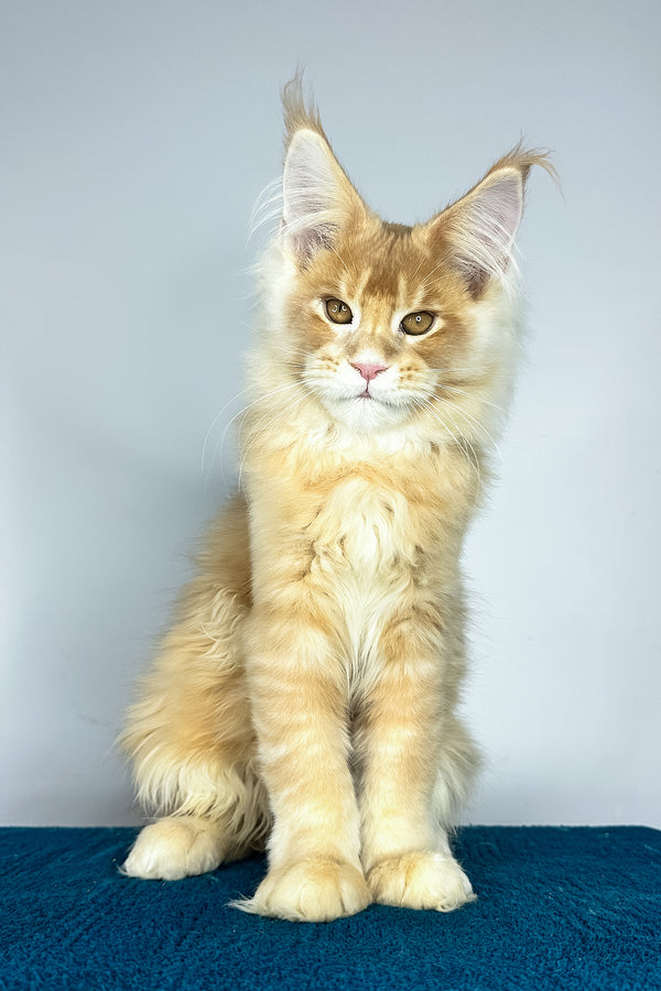 Vivaldi | Maine Coon Kitten