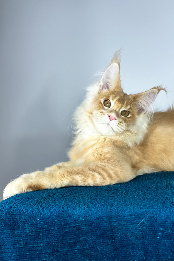 Vivaldi | Maine Coon Kitten