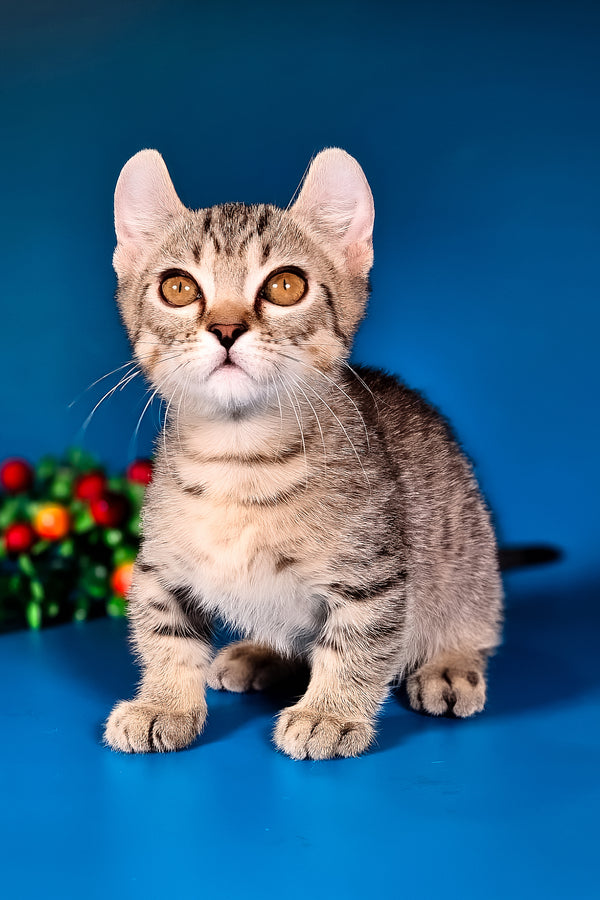 Vivaldi | Kinkalow Kitten