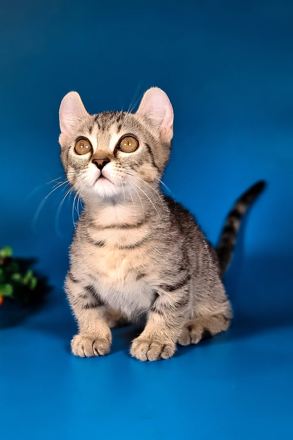 Vivaldi | Kinkalow Kitten