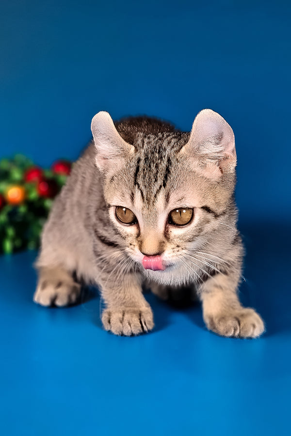 Vivaldi | Kinkalow Kitten