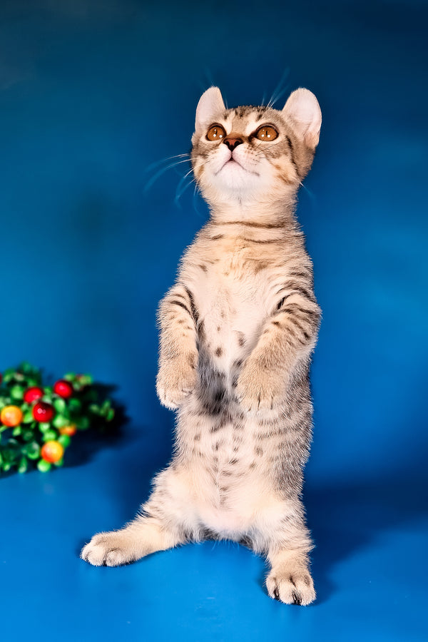 Vivaldi | Kinkalow Kitten