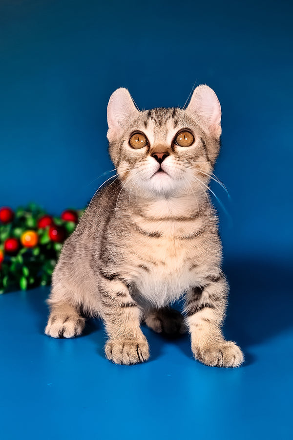 Vivaldi | Kinkalow Kitten