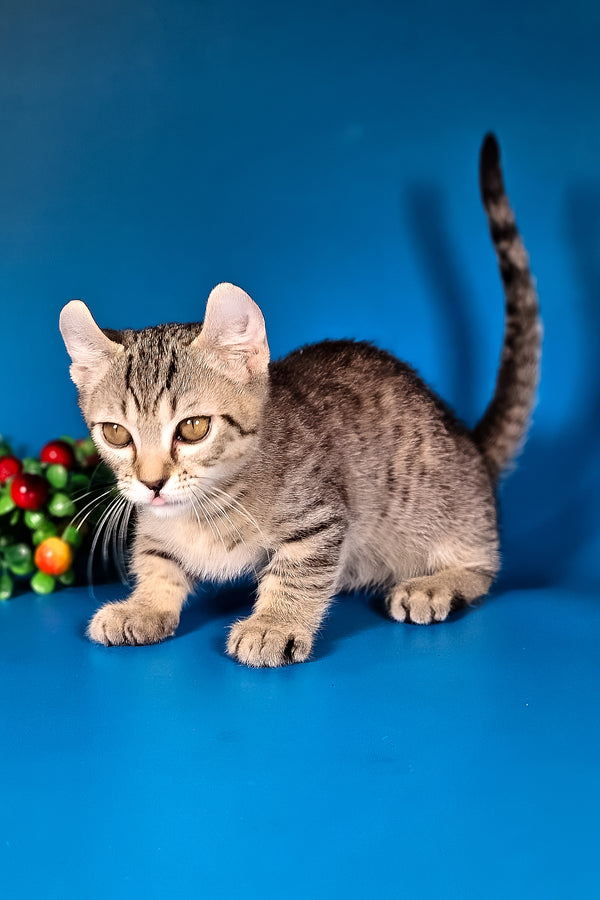 Vivaldi | Kinkalow Kitten