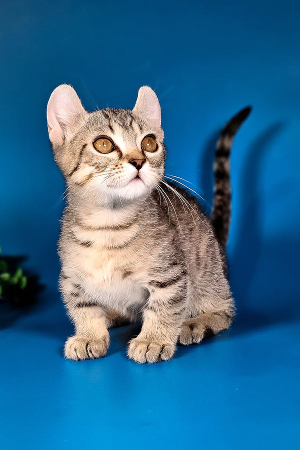 Vivaldi | Kinkalow Kitten
