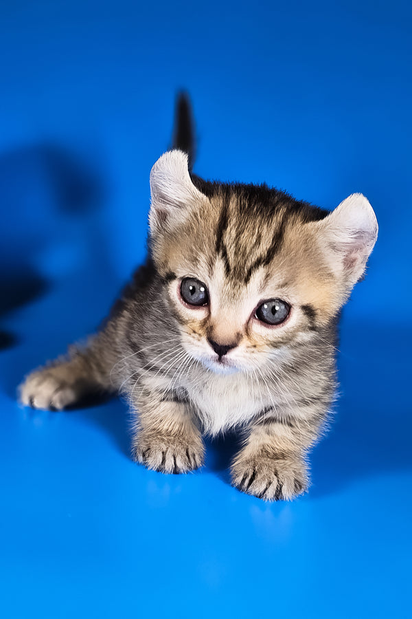 Vivian | Kinkalow Kitten