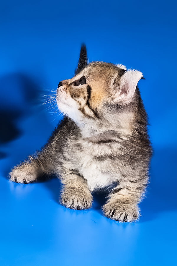 Vivian | Kinkalow Kitten