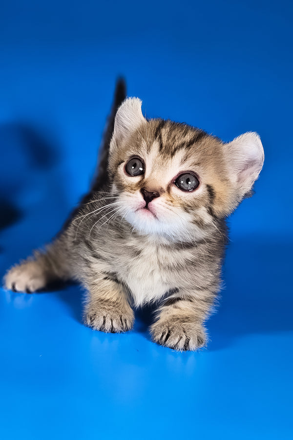 Vivian | Kinkalow Kitten