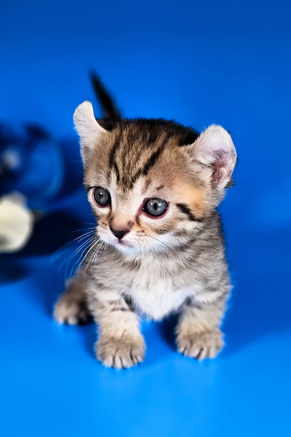 Vivian | Kinkalow Kitten