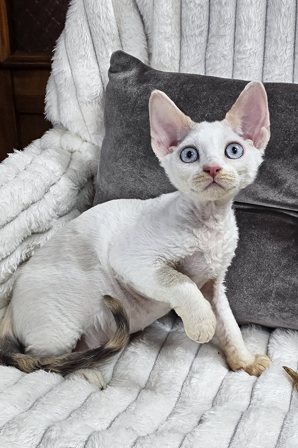 Vivien | Devon Rex Kitten