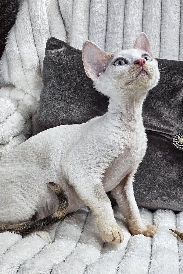Vivien | Devon Rex Kitten