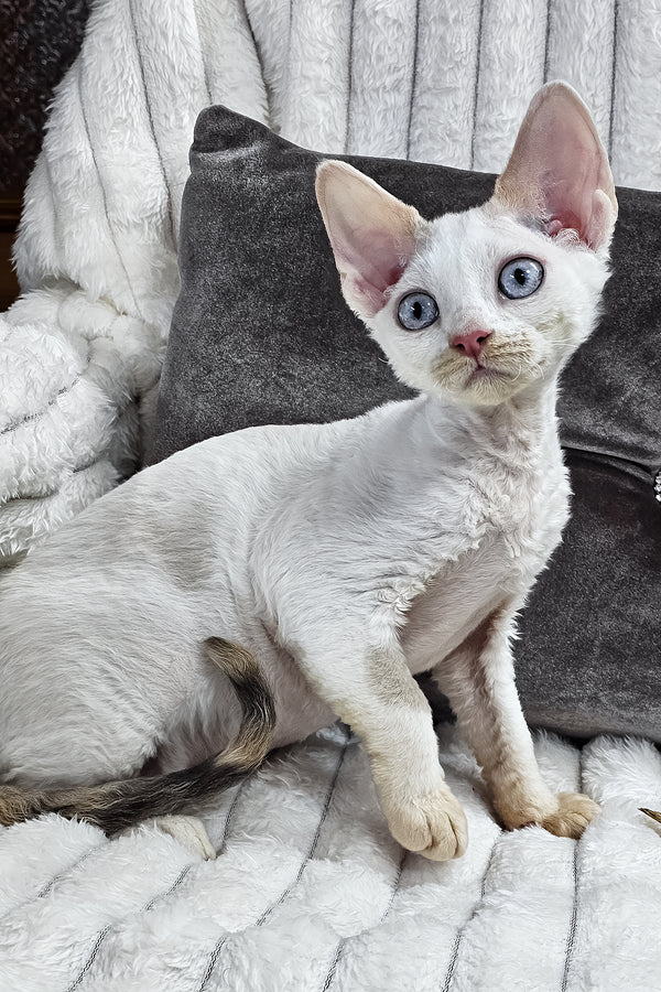 Vivien | Devon Rex Kitten