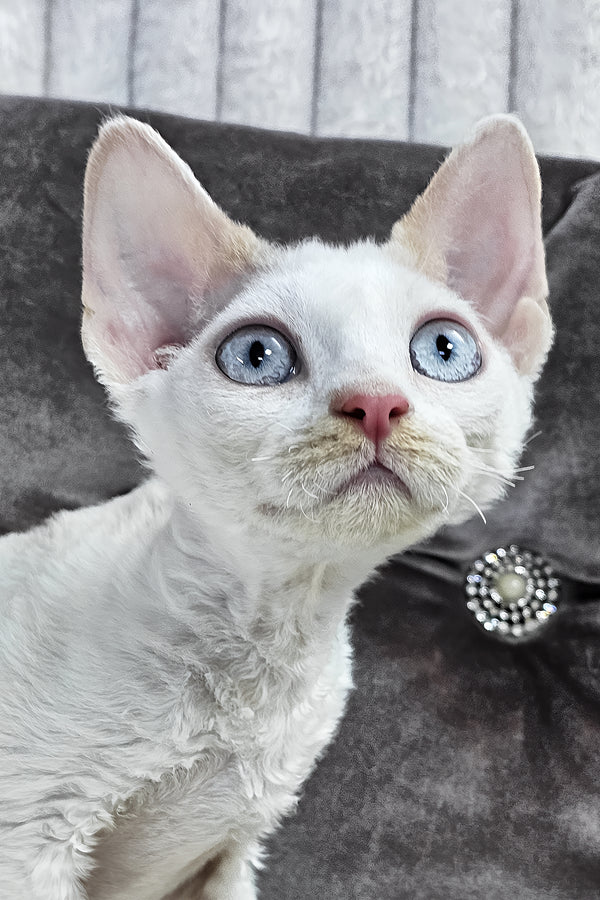 Vivien | Devon Rex Kitten