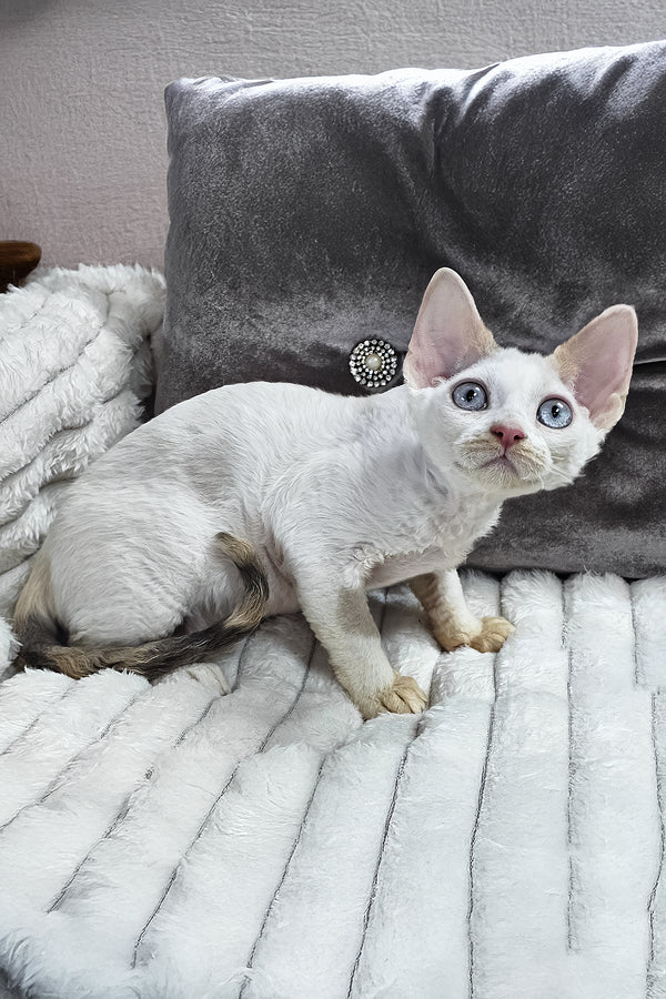 Vivien | Devon Rex Kitten