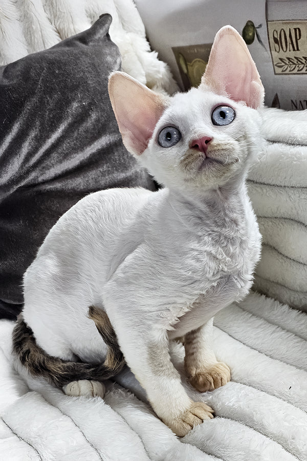 Vivien | Devon Rex Kitten