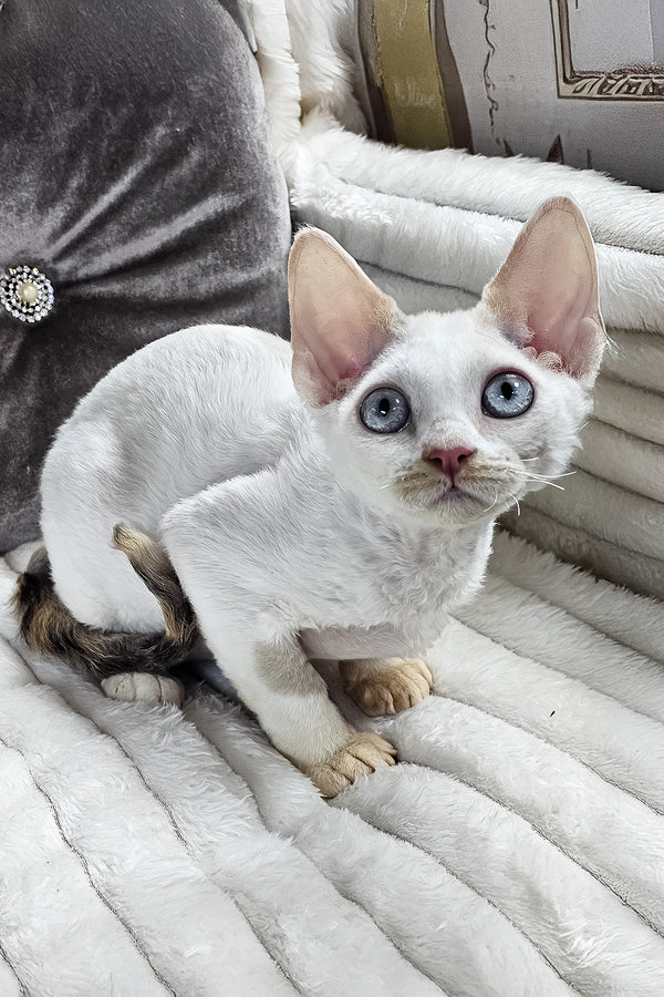 Vivien | Devon Rex Kitten