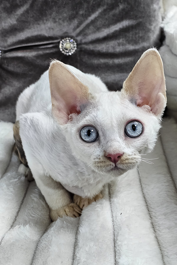 Vivien | Devon Rex Kitten