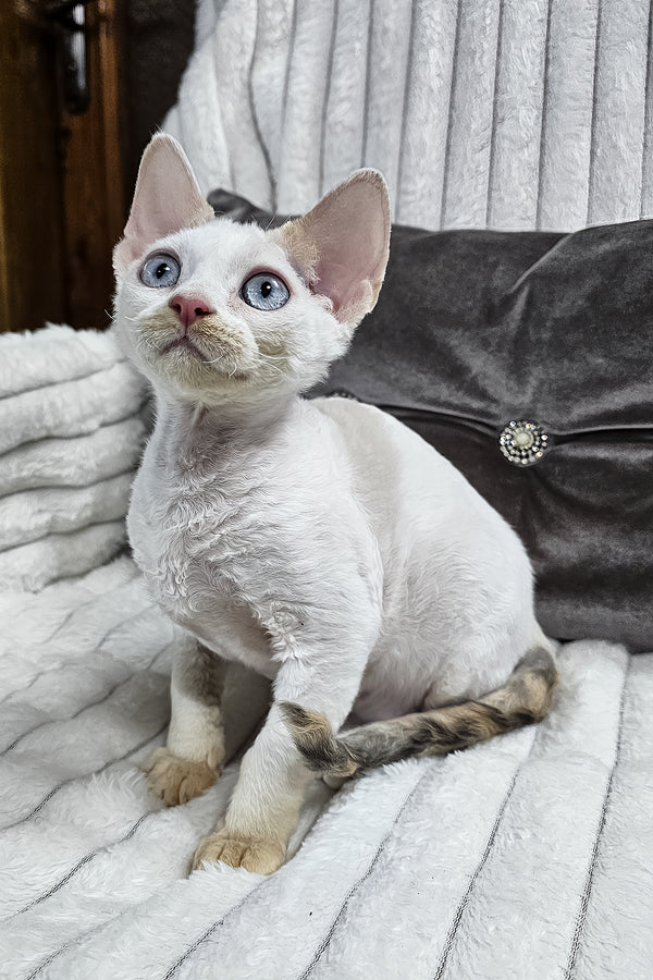 Vivien | Devon Rex Kitten