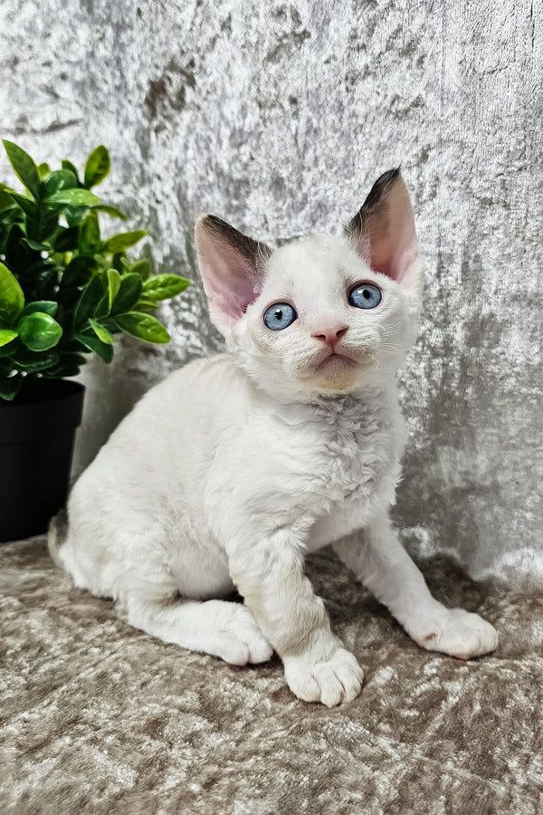 Vivien | Devon Rex Kitten