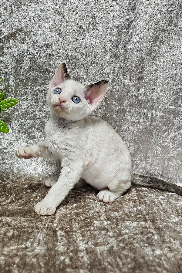 Vivien | Devon Rex Kitten