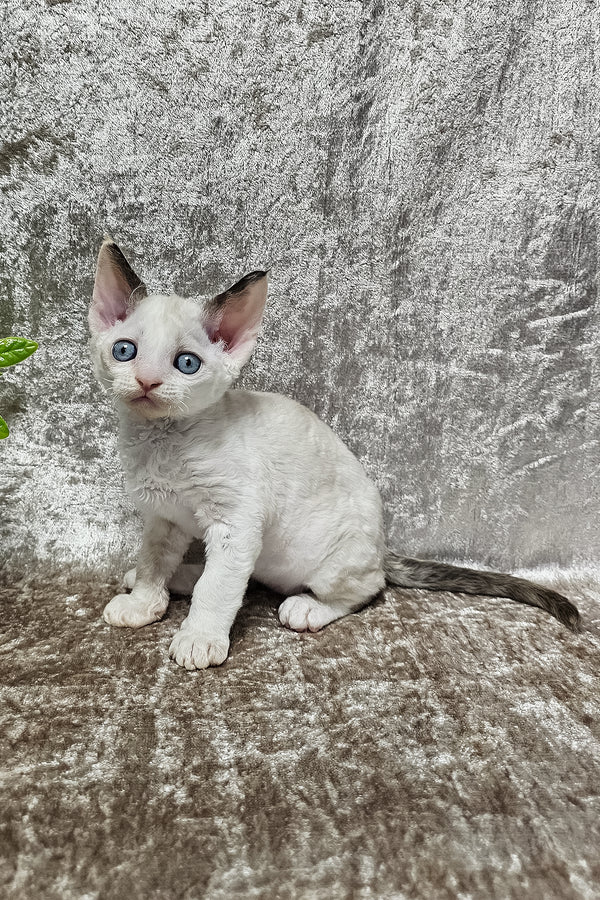Vivien | Devon Rex Kitten
