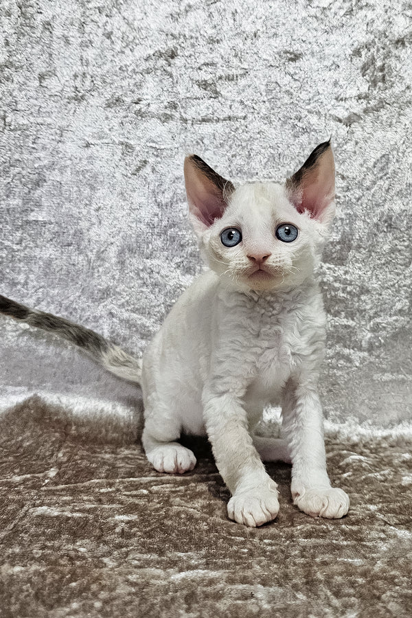 Vivien | Devon Rex Kitten