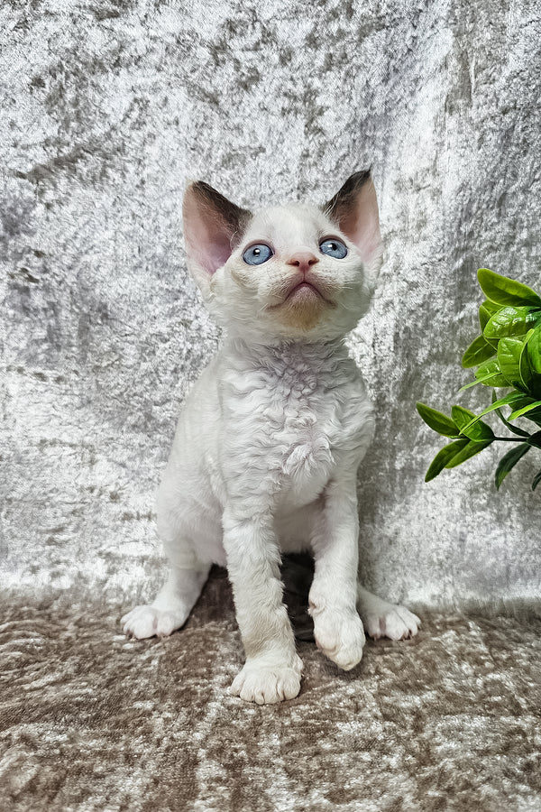 Vivien | Devon Rex Kitten